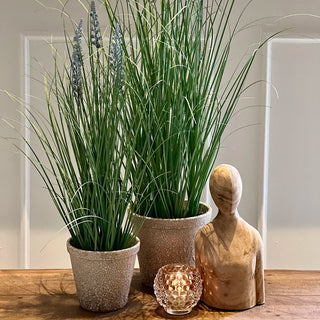 Lavendel med Potte