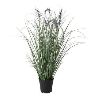 Lavendel med Potte
