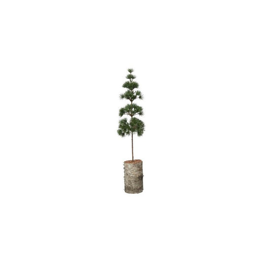 Fyrretræ med birkfod - 60 cm