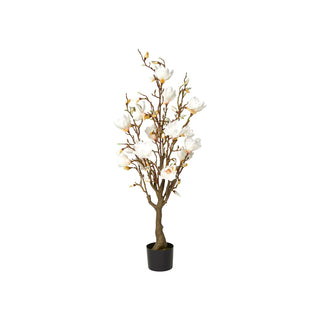 Magnolia træ 120cm