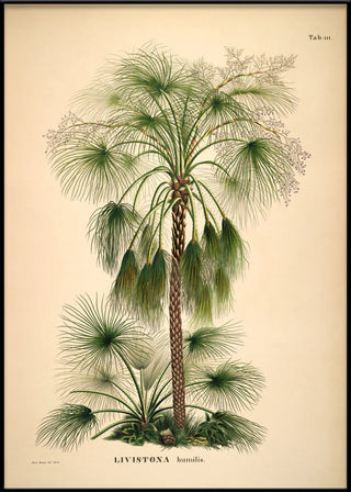 Palme Billede i Ramme
