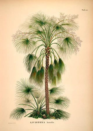 Palme Billede i Ramme