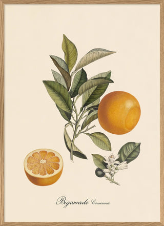 Appelsin Billede i Ramme