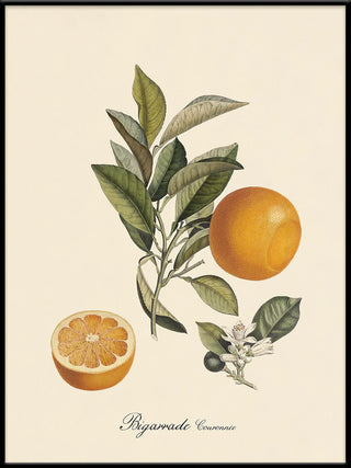 Appelsin Billede i Ramme