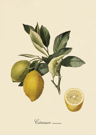 Citron Billede i Ramme
