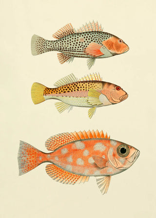 3 Orange Fisk Billede i Ramme