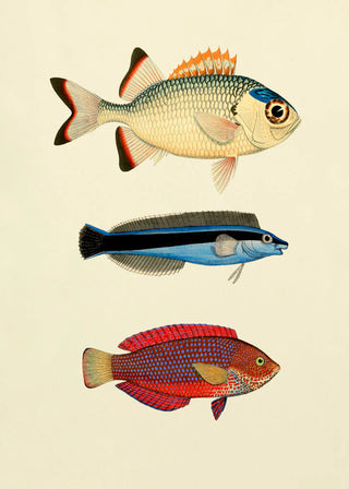 The Fishes Fisk Billede i Ramme
