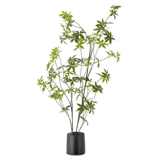 Stor Palmatum Plante