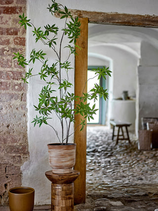 Stor Palmatum Plante