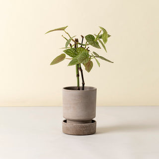 Bergs Hoff - RAW Grey Potte