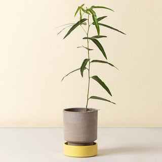 Bergs Hoff - RAW Grey Potte