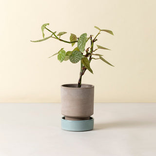 Bergs Hoff - RAW Grey Potte