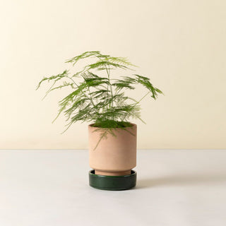 Bergs Hoff - RAW Rosa Potte