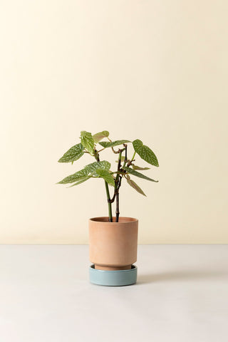 Bergs Hoff - RAW Rosa Potte