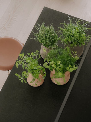 Bergs Viva Selvvandingspotte - RAW Rosa Terracotta
