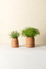 Bergs Viva Selvvandingspotte - RAW Rosa Terracotta