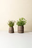 Bergs Viva Selvvandingspotte - RAW Grey Terracotta