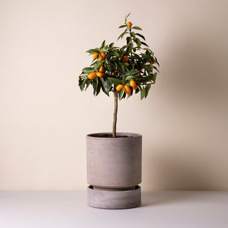 Bergs Hoff - RAW Grey Potte