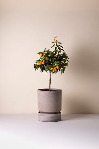 Bergs Hoff - RAW Grey Underskål