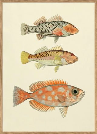 3 Orange Fisk Billede i Ramme - Kun Afhentning