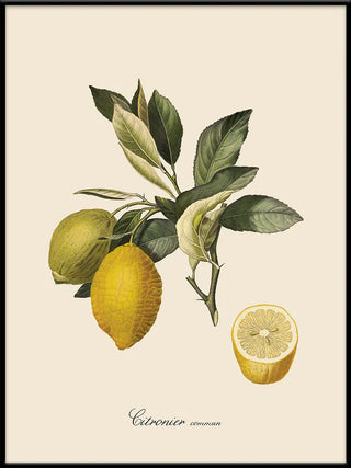 Citron Billede i Ramme - Kun Afhentning