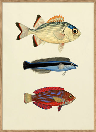 The Fishes Fisk Billede i Ramme - Kun afhentning