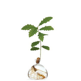 Ilex Acorn Vase - Clear