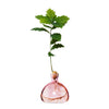 Ilex Acorn Vase - Rose Pink