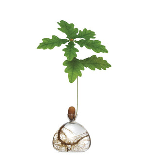 Ilex Acorn Vase - Clear
