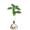 Ilex Acorn Vase - Clear