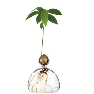 Ilex Avocado Vase - Clear