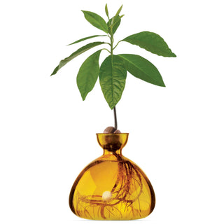 Ilex Avocado Vase - Mellow Yellow