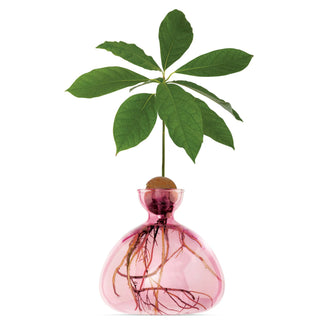 Ilex Avocado Vase - Rose Pink