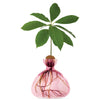 Ilex Avocado Vase - Rose Pink