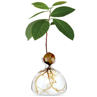 Ilex Avocado Vase - Clear