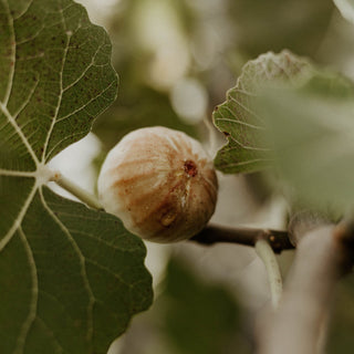 Nordic Perfumers Parfume Olie - Figology