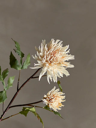 Bloomingville Chrysantemum Stilk - Natur