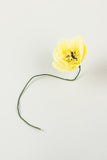 Papir blomster - Farve: Yellow - Str. Ø12*H 43 cm
